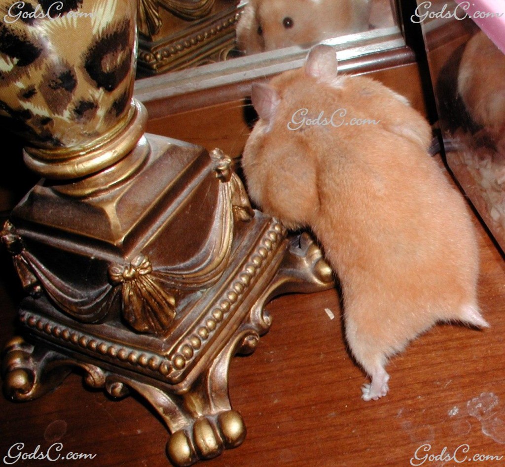Hamster with stuffed cheecks