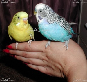 2 Parakeets perched on a hand