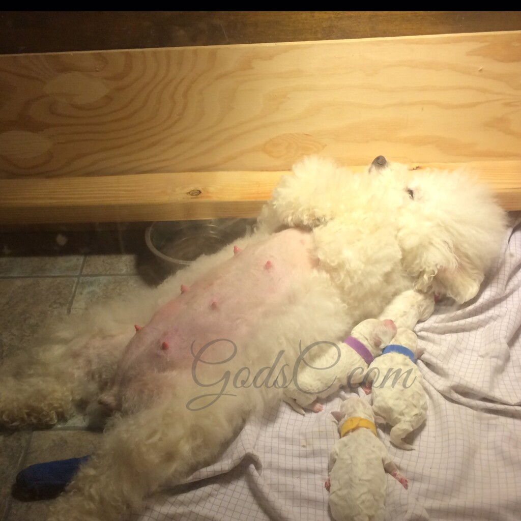 Hadassah the Bichon Frise napping with her puppies