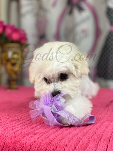 Bichon frise puppy Violet at 13 weeks old playing with her bow