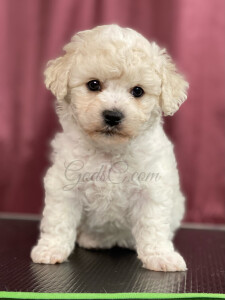 Bichon frise puppy Holly at 7 weeks old sitting