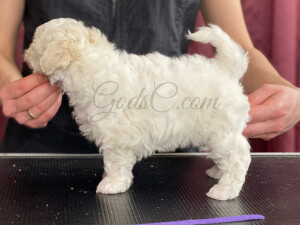 Bichon frise puppy Violet at 6 weeks old standing