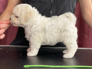 Bichon frise puppy Holly at 7 weeks old standing