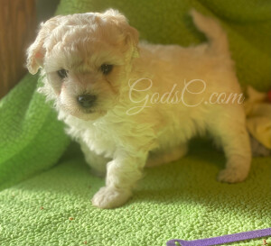 Bichon frise puppy Violet at 5 weeks old standing