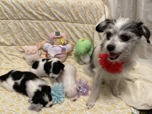 Baby the small mix breed dog Chihuahua Shih Tzu Poodle with her puppies 