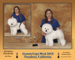 Bichon Frise Show groom by God's Creatures Grooming Hadassah