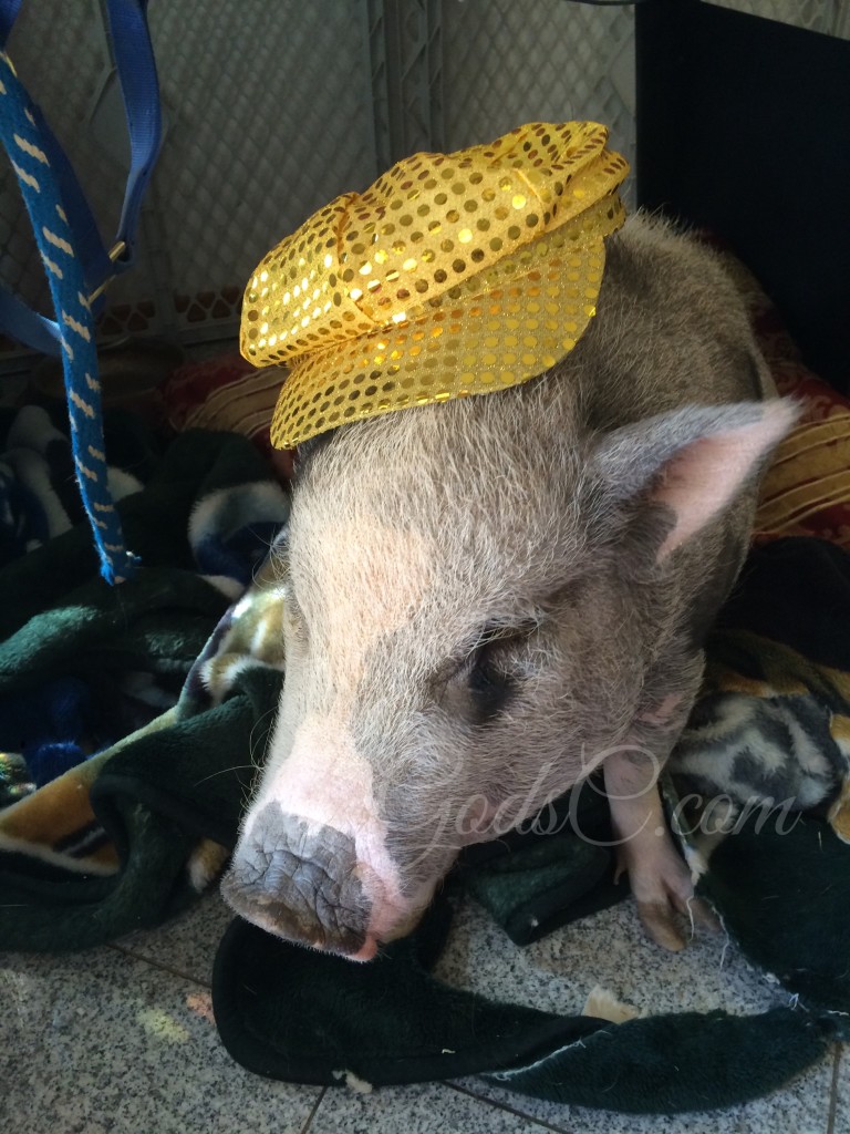 JoJo the house trained potbellied pig