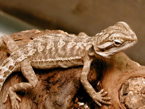 Baby Bearded Dragon