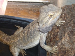 Adult Male Bearded Dragon