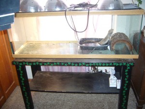 60 gallon tank