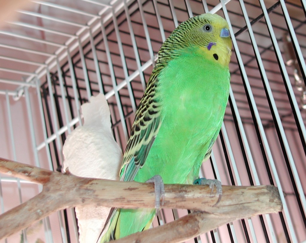 Male Parakeet