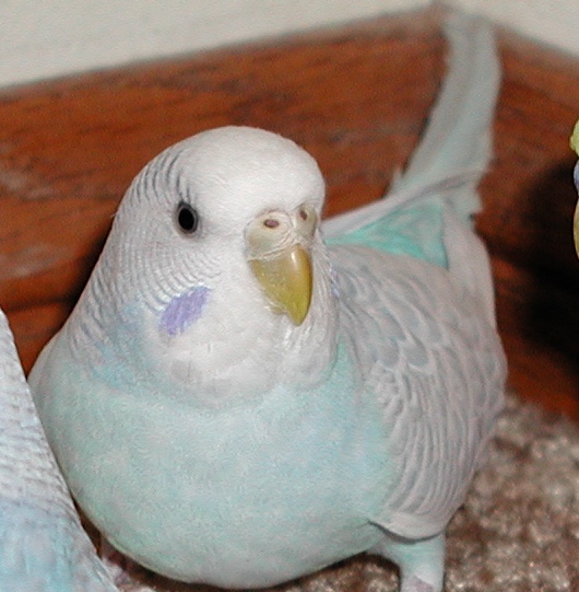 Adult Female Parakeet with a white/yellow/light-blue color cere