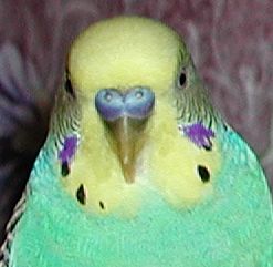 Adult Male Parakeet
