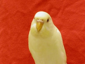 Baby Creamino Parakeet