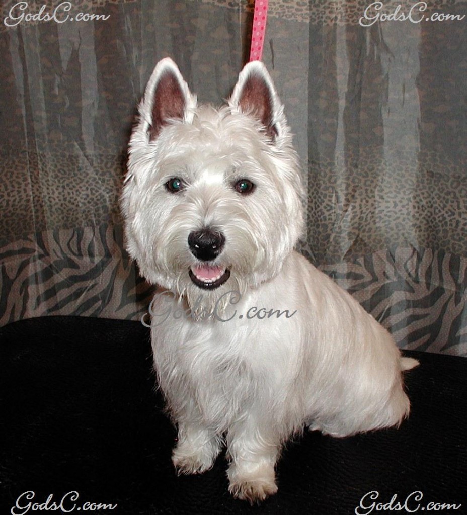 Name: Miluo Breed: West Highland White Terrier