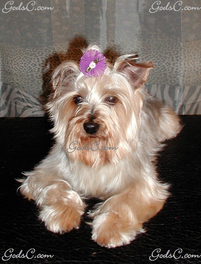 Name: Misty Breed: Yorkshire Terrier