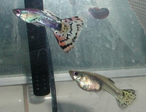 Top fish is a male bottom fish is a female