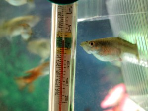 Temperature Gage and Female Guppy