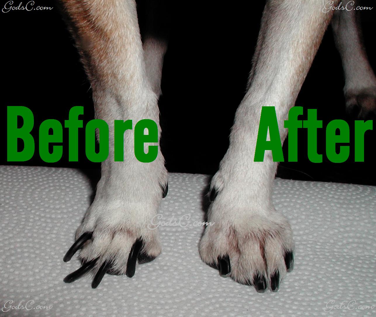 How to Cut or Trim Your Dog's Nails with Clippers « Dogs :: WonderHowTo