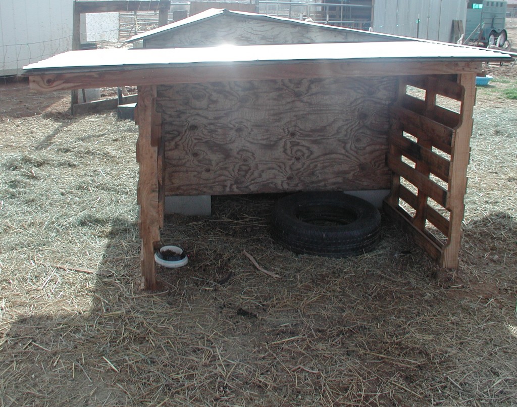 Goat shelter back view