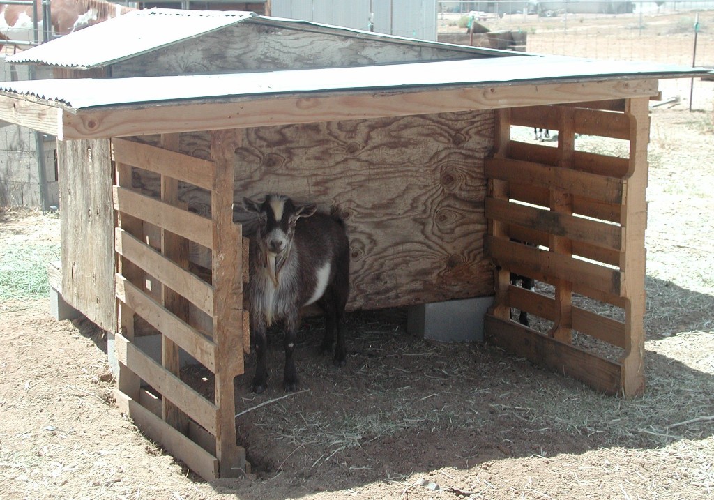 My goat Bucky in his shelter