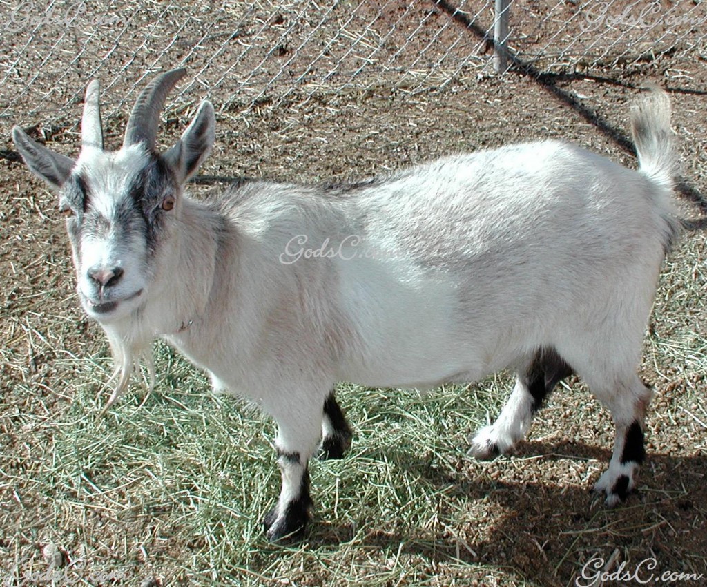 Nala the goat
