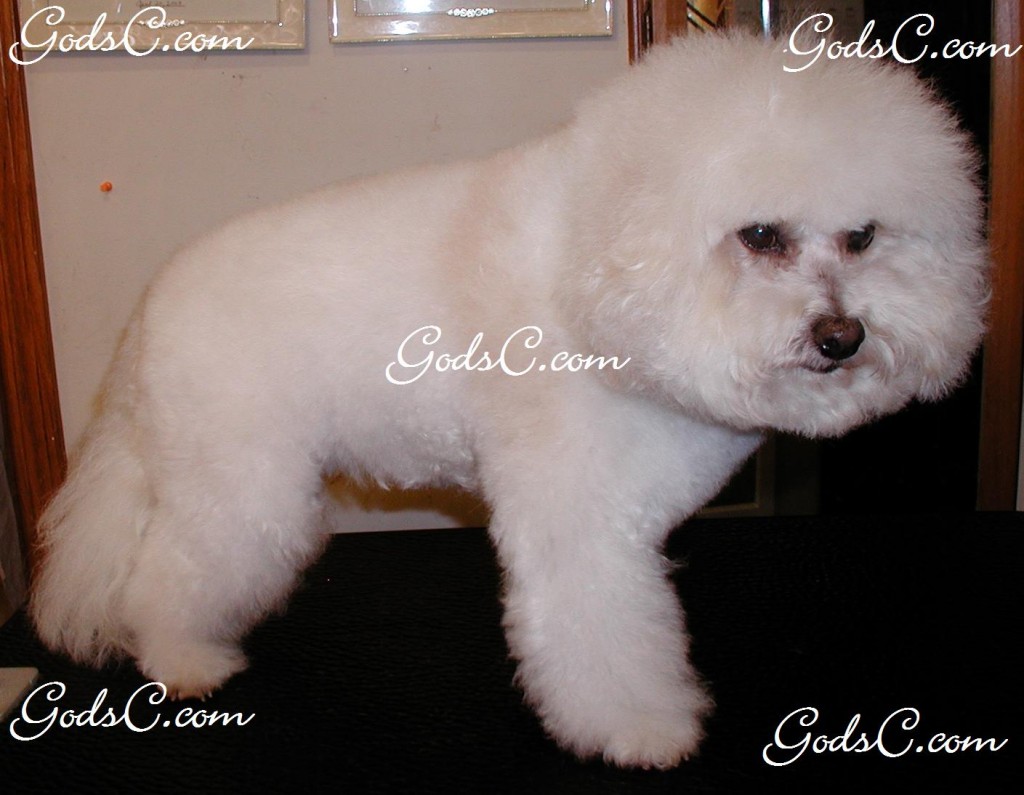 This is my baby Cody a Bichon Frise. 2010