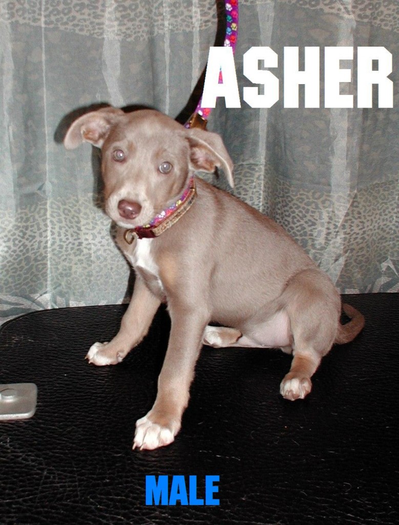 Asher The Puppy