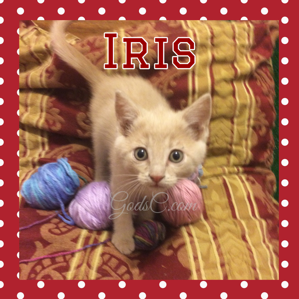 Cream Female kitty cat named Iris