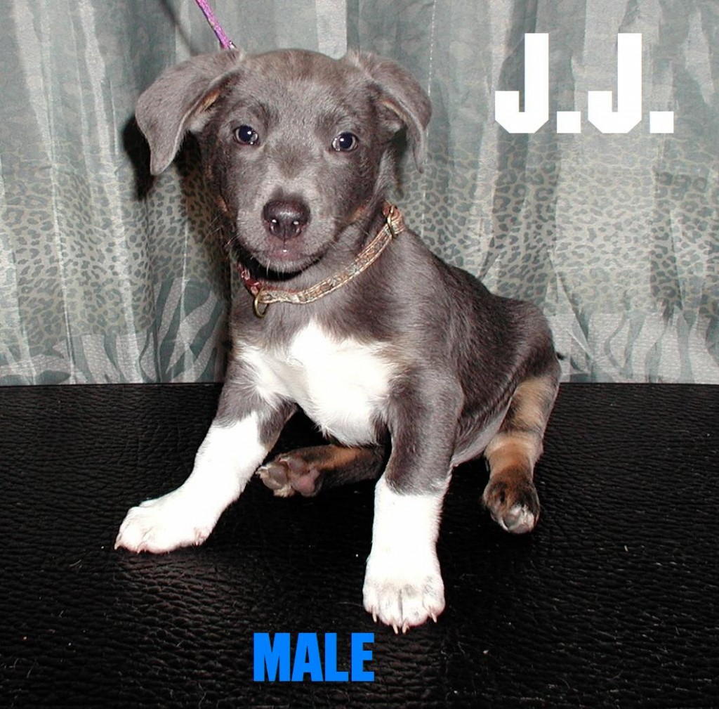 J.J. The Puppy 