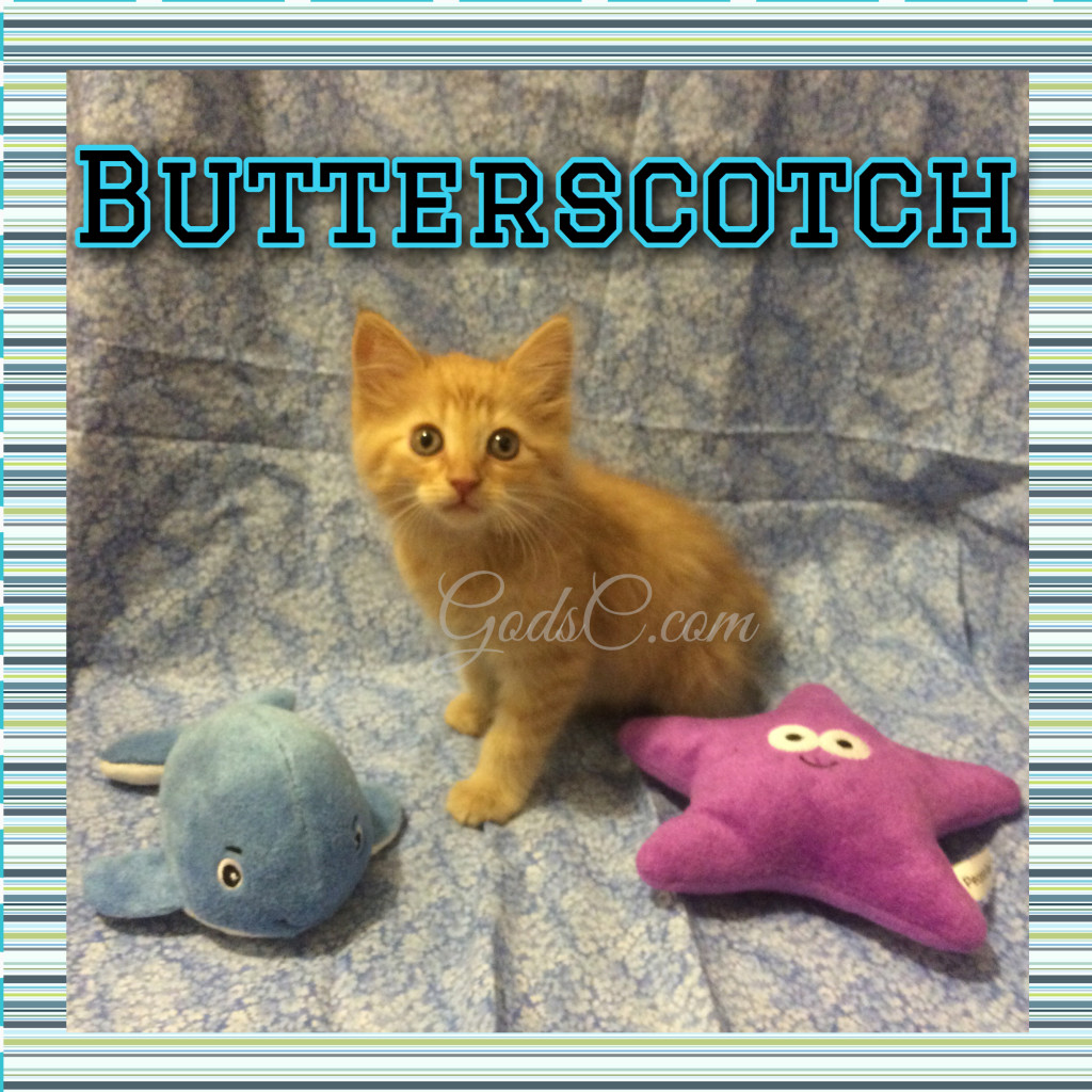 Orange Male kitty cat named Butterscotch
