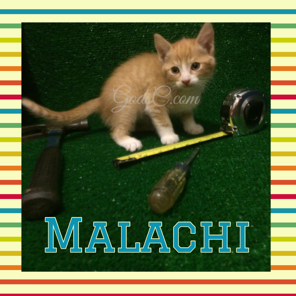 Orange and White Male kitty cat named Malachi