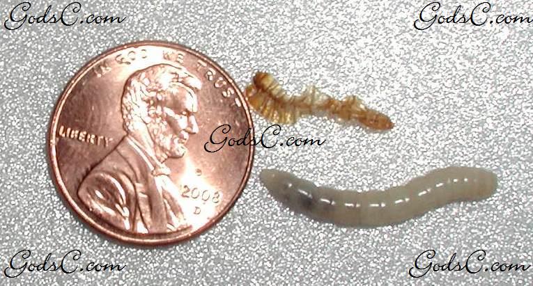 Photo of a mealworm that just shed 