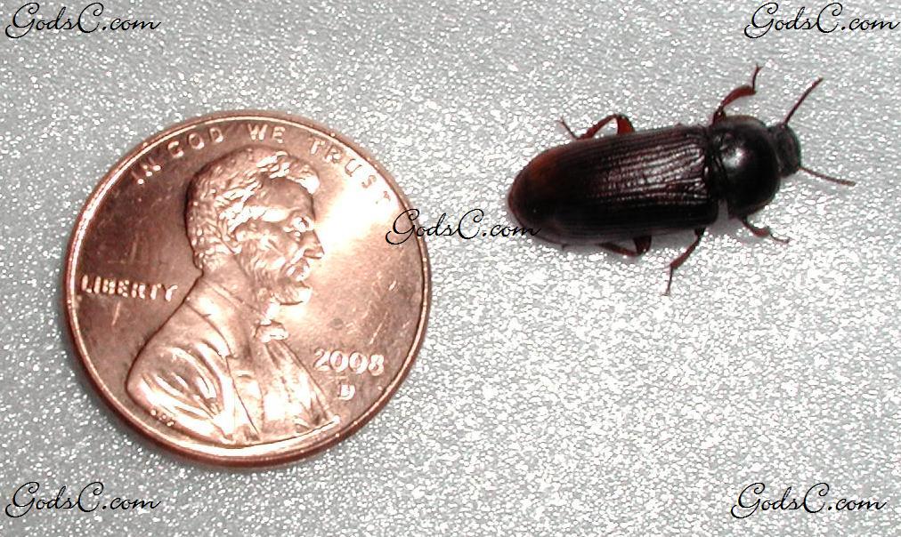 An adult beetle