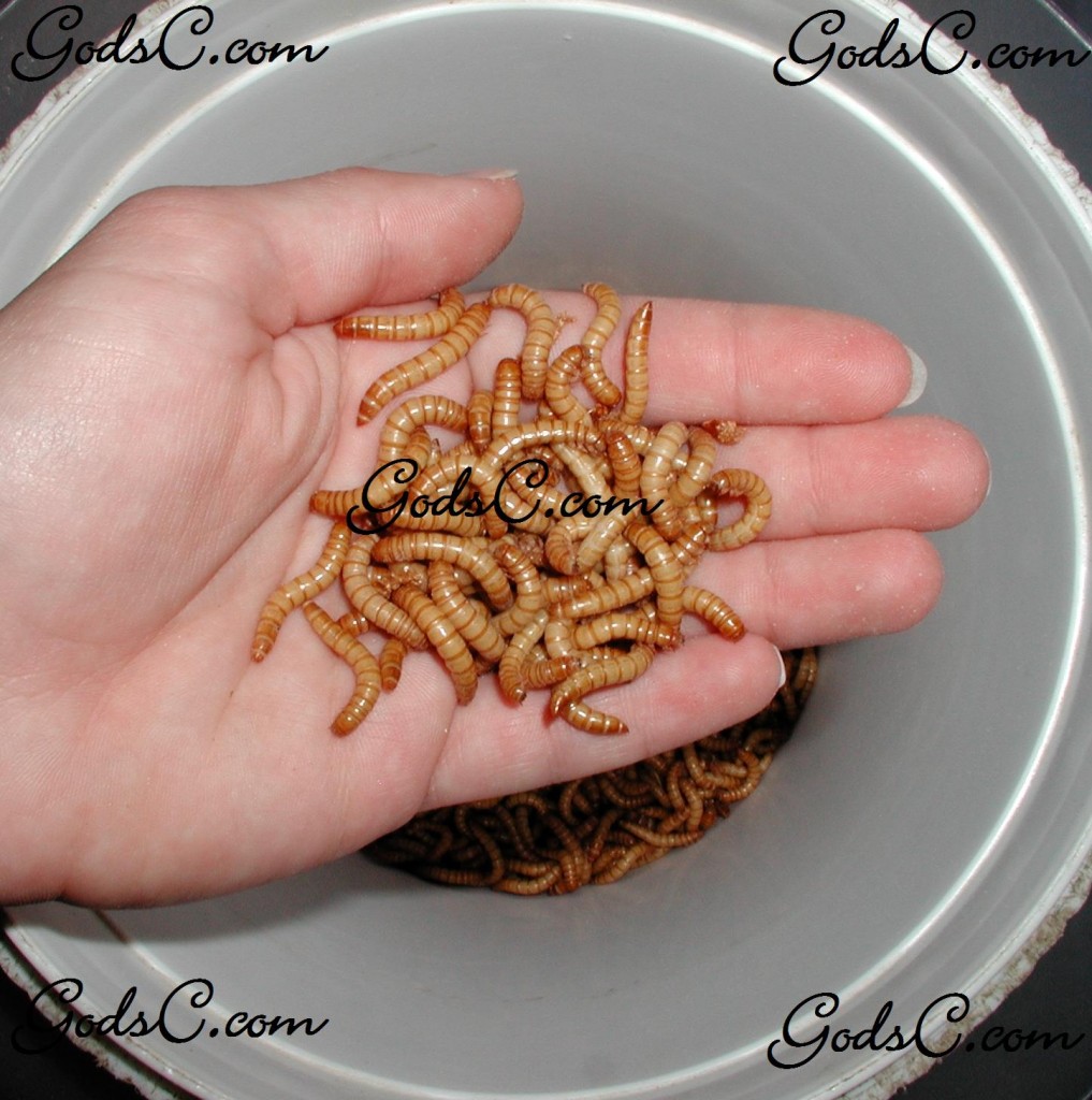 1 inch mealworms