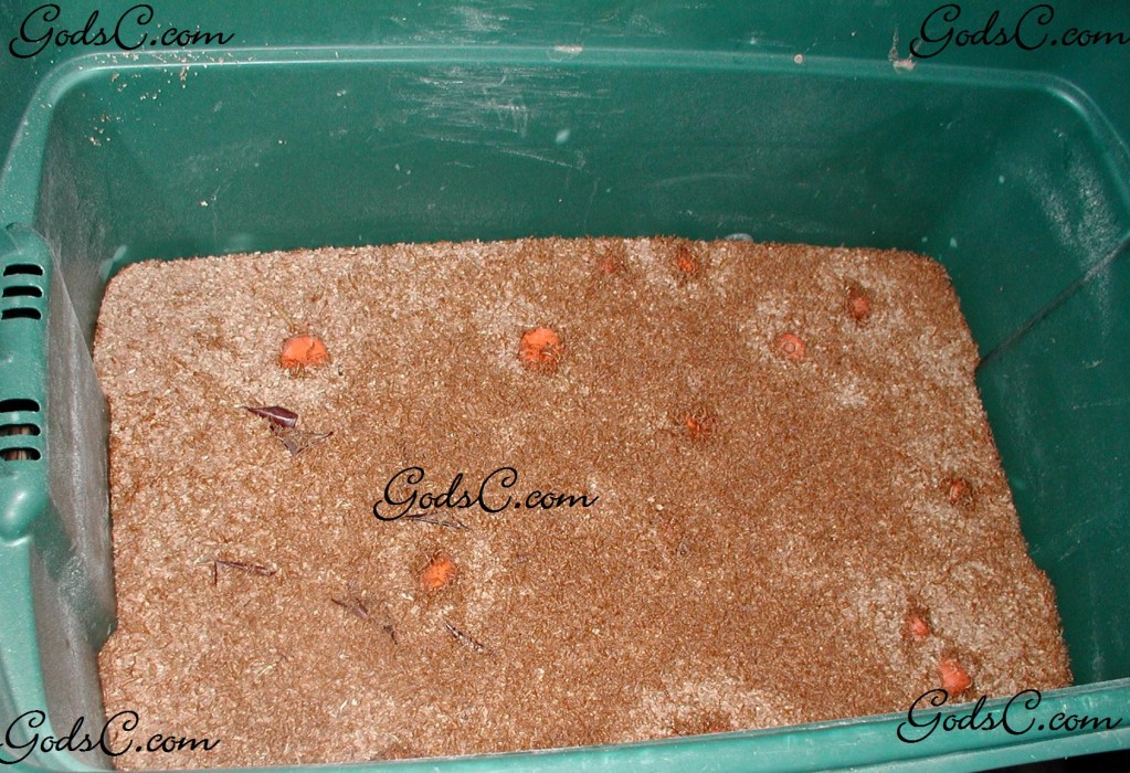 A mealworm tub the lots of shedding on top