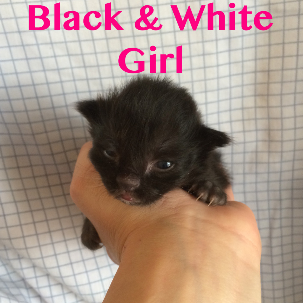 Rescued Kitten Fmale Black and White
