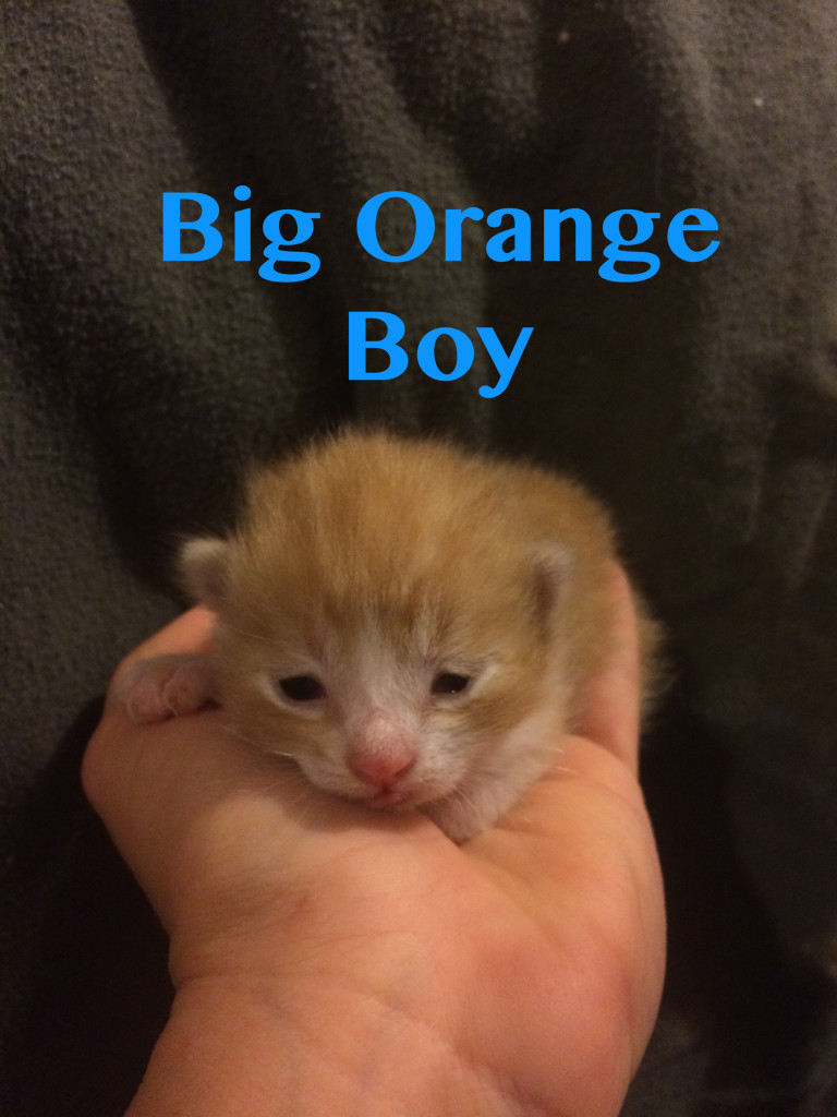 Rescued Kitten Male Big Orange Boy