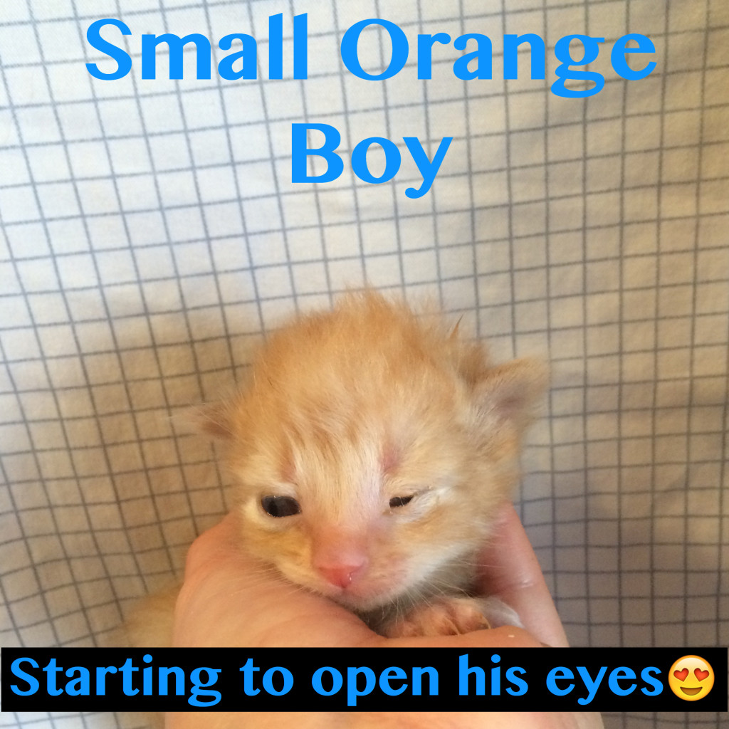 Rescued Kitten Male Small Orange Boy opaning eyes