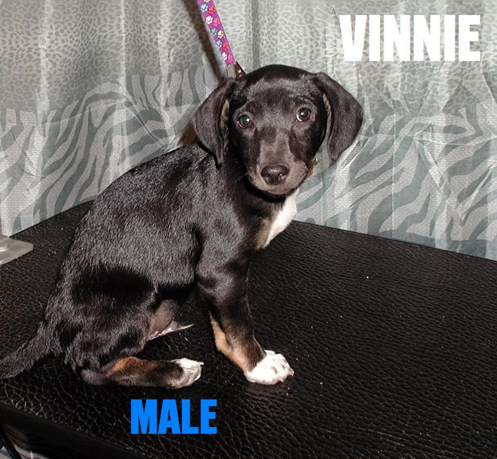 The puppy Vinnie
