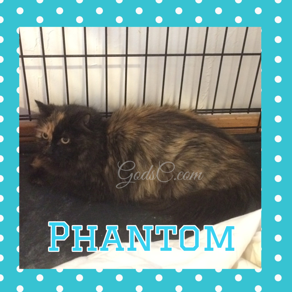 Tortoiseshell Feamle Mommy kitty cat named Phantom