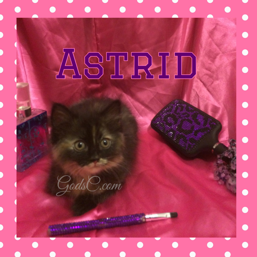 Tortoiseshell Female kitty cat named Astrid