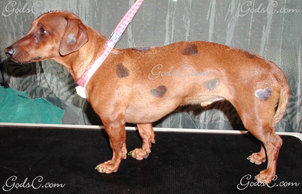 Creative Dog Grooming Cooper the Dachshund with hearts