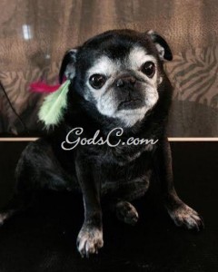 Creative Grooming Daisy the Pug with a Feather Extension