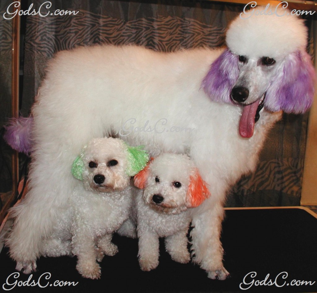 Creative Grooming done on a Standard Poodle and 2 Bichons