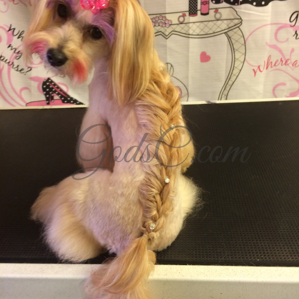 Havanese Mix Asian Flair Creative Grooming with French Braid