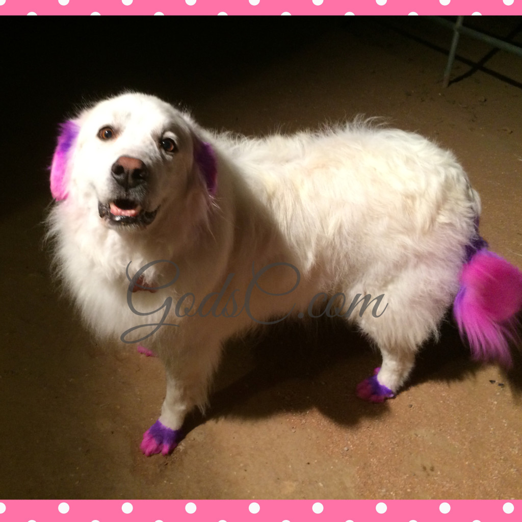 luna-the-great-pyrenees-creative-grooming-tail-ears-paws