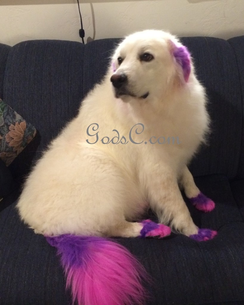 luna-the-great-pyrenees-creative-grooming-tail-ears-paws-sitting-inside