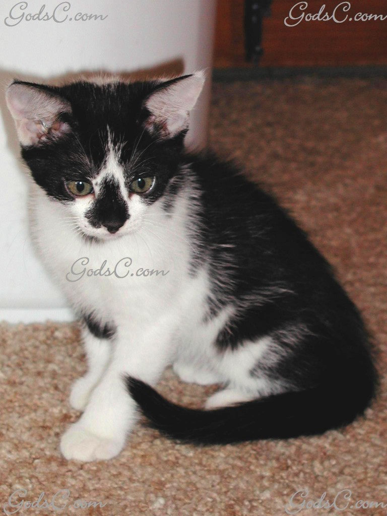 Black and White Female Kitten