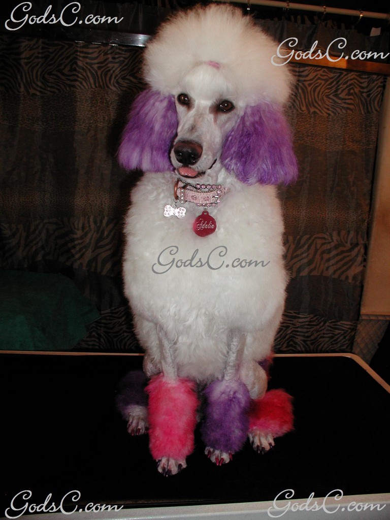 Adalia the Standard Poodle after grooming front view